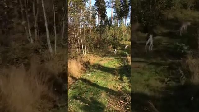 Экспресс-практика «Я есть». Медитация 1. На ходу
