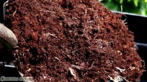 ➤ Сажаем чеснок, чтобы вырос размером с кулак ➤ Как правильно садить чеснок на зиму