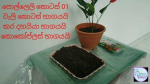 පැළයක් cut කරන්න කලින් පෝෂණය ලබා දෙන ආකාරය