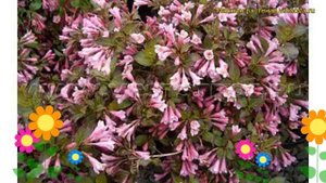 Вейгела цветущая Минуэт. Краткий обзор, описание характеристик weigela florida Minuet
