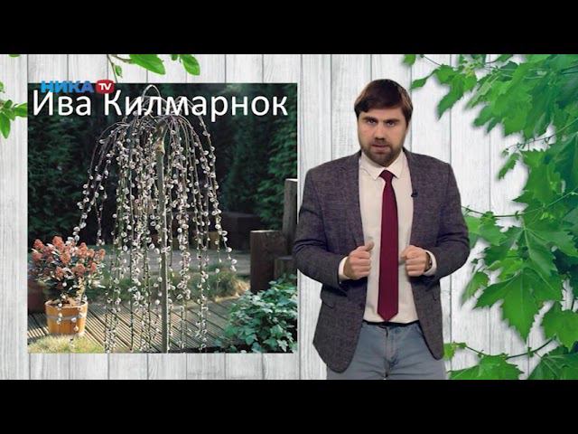 Плакучие формы растений