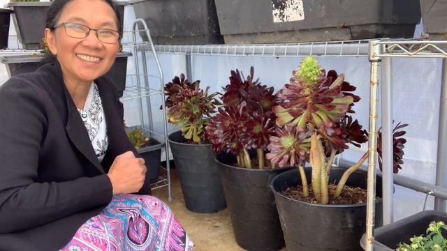 #gardening Small Greenhouse tour Pinay Countrylife
