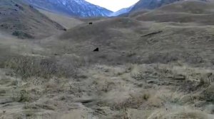 Кавказ охота на Яка.