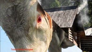 Внучка, ступай в баню Затем и я пойду попарюсь – сказал дед и начал точить свою шашку  и натирать е