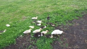 Когда выпускать утят пастись на зеленую траву.Мускусные утки