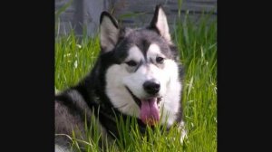 Все породы собак.Аляскинский маламут (Alaskan Malamute)