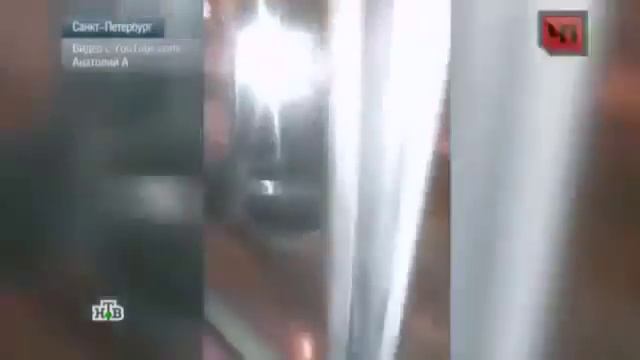 В Санкт-Петербурге нашествие диких кабанов смотреть онлайн