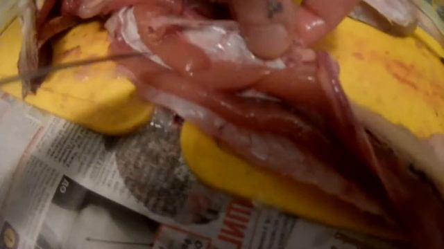 Разделка щуки на филе для котлет! смотреть онлайн