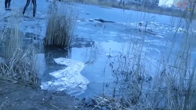 Новгородские школьники спасают двух провалившихся под лёд мужчин смотреть онлайн