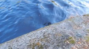 Карелия Салми река Тулемайоки