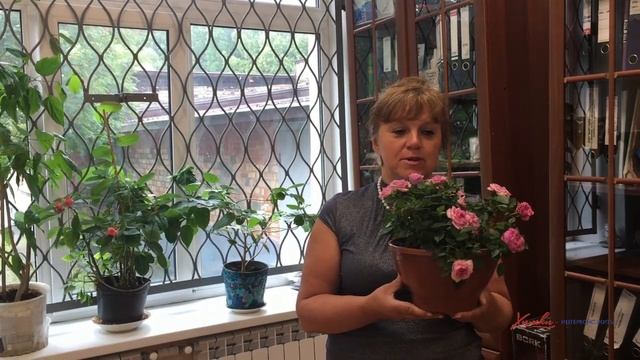 Как вырастить розу в домашних условиях