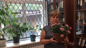 Как вырастить розу в домашних условиях