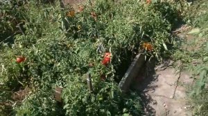 ТОМАТЫ ЯМАЛ200 -- совсем не МАЛ. томаты и огород