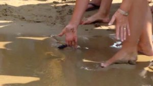 Новорожденный черепашонок