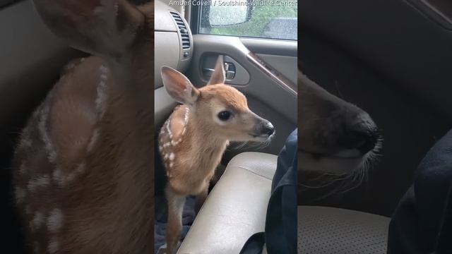 Fawn Bleats After Being Rescued || ViralHog