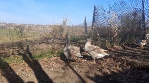 Тульские бойцовые (горьковские) гуси хозяйства Камчатного