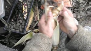 Цветная Кукуруза Ацтеков — Multicolor Aztec Corn