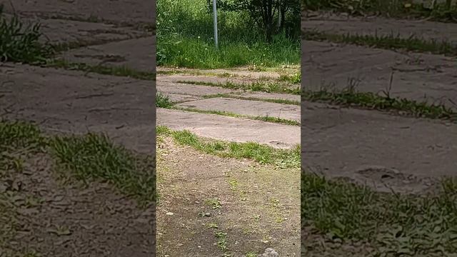 РАСПЛЕСКАЛО ЛЕТО КРАСКИ ИЮНЯ.