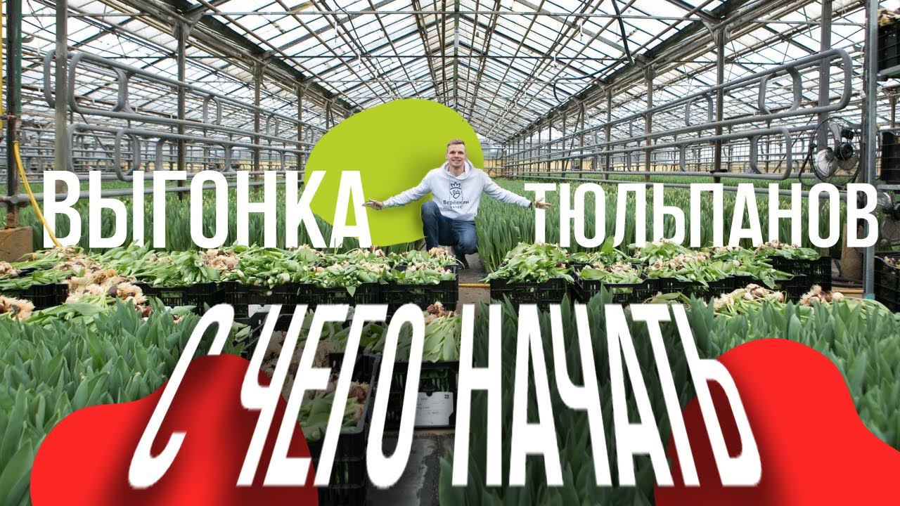 Выгонка тюльпанов как бизнес. С чего начать выгонять тюльпаны?