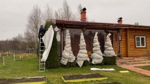 Укрыть пихты и туи на зиму