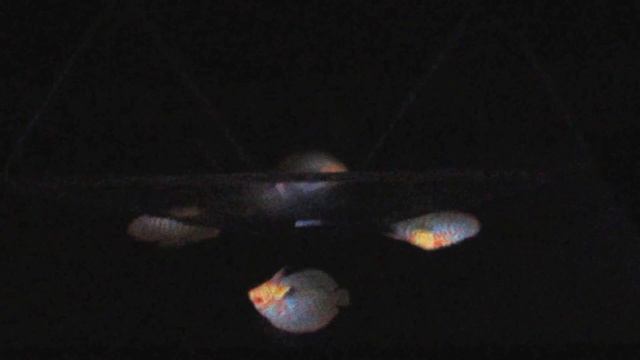 Проектор 3D голограмм смотреть онлайн