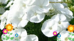 Флокс метельчатый Даниэль. Краткий обзор, описание характеристик phlox paniculata Danielle