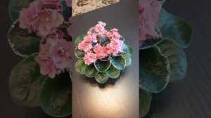 Фиалка "Ness' Orange Pekoe" (D. Ness). Обзор сорта.