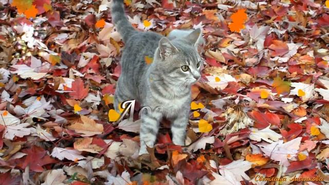 Разноцветна и красива эта Осень для тебя?! Доброго Вечера! С Добрым Осенним Вечером! смотреть онлайн