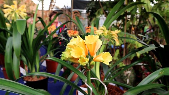 NCC Interspec Show @ Safari Garden Centre смотреть онлайн