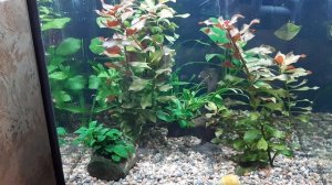 #Аквариумные будни. Замена грунта,обслуживание фильтра.?