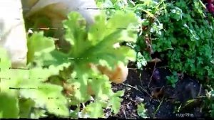 Пеларгония, душистые разновидности, сорта, ароматы.