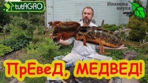 Я перепробовал ВСЁ! И ВОТ это средство РЕАЛЬНО ПОМОГАЕТ! ИЗБАВИТЬСЯ ОТ МЕДВЕДКИ, ЛИЧИНОК И МУРАВЬЕВ.