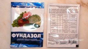 503 Чем обработать клубнику от пятнистостей