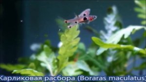 Расборы: эспеи, Хенгеля, куботай, бригитты, макулата, арлекин, мера, урофтальма