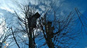 Настоящий скворечник из цельного пня осины