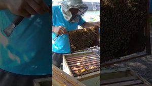 как расширить семью 2 корпусом