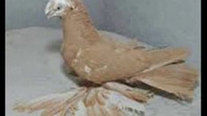 Узбекские голуби Гульбадамы