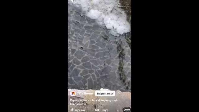 Игрунья Хаарчаана в Ленинградском зоопарке.....Igrunya Khaarchaana in the Leningrad Zoo.. смотреть онлайн