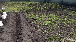Высадка ПОМИДОР "ВОЛГОГРАДСКИЙ СКОРОСПЕЛЫЙ" в ГРУНТ под ВЕДРА. 13.05.2019г.