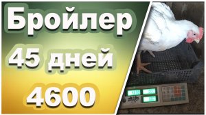 ‼️Рекордный вес у бройлеров‼️ в 45 дней из столового яйца на "СЛАВНОМ КОРМЕ" от Премикс и пробиотика