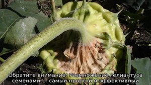 Декоративный подсолнух — посадка и уход