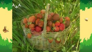 День в Шишкином Лесу. Биология. Клубника и земляника