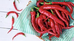 ✔️ИНТЕРЕСНЫЕ ФАКТЫ О ПЕРЦЕ.