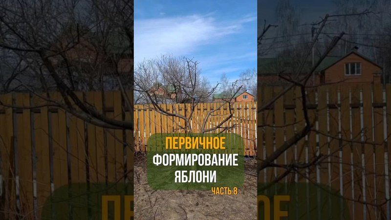 ПЕРВИЧНОЕ ФОРМИРОВАНИЕ ЯБЛОНИ. Часть 8
