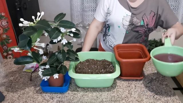 Стефанотис, Стефания - мадагаскарский благоухающий жасмин))) Или все же это разновидность хойи??? смотреть онлайн