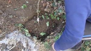 Садим хурму сорта "Виргинская"