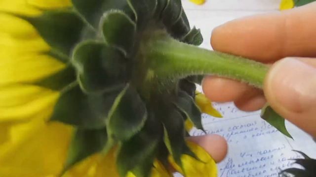 Подсолнух.Разбор цветка.Видеоразбор цветов от Елены Гуреевой.