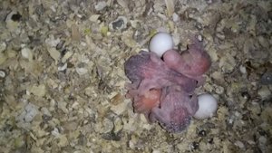 КАК ВЫГЛЯДИТ ПТЕНЕЦ ВОЛНИСТОГО ПОПУГАЯ В ВОЗРАСТИ 7 ДНЕЙ И 1 СУТКИ - РАЗНИЦА