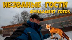 Незванные гости . Фундамент готов. [Жизнь в деревне]