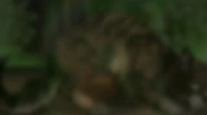 Коты воители!(песня Rise)